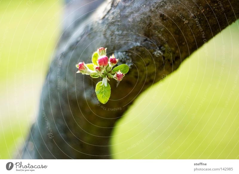 Abstammung Baum Blüte grün Baumrinde Blatt Frühling Baumstamm Natur Blühend Blütenknospen Zweig