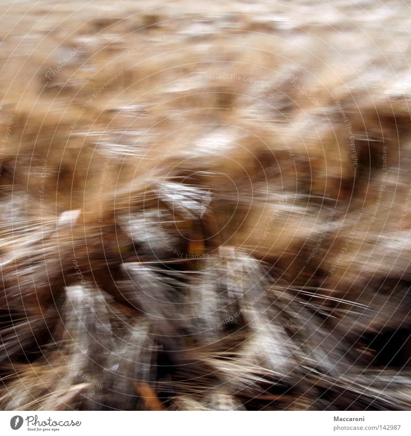 Dynamik Lebensmittel Getreide Brötchen Ernährung Natur Wind Pflanze Nutzpflanze Bewegung braun Appetit & Hunger Völlerei gefräßig anstrengen Kornfeld verhungern