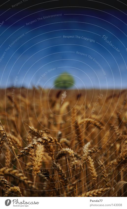 Corn Field Kornfeld blau Baum Sommer dunkel Himmel corn field tree dark dunkler himmel