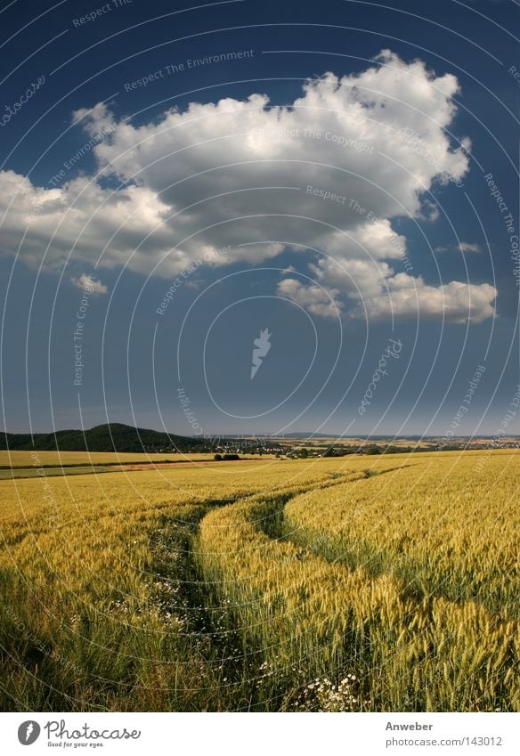 Idyllisches Gerstenfeld mit Traktorspur Feld Ackerbau Hintergrundbild Bauernhof Berge u. Gebirge Bioprodukte Biologische Landwirtschaft biologisch Blüte