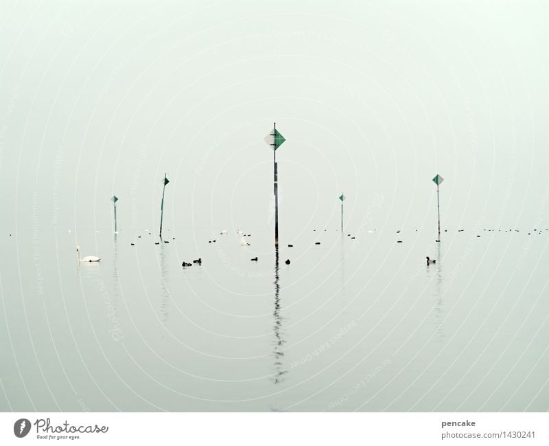 wasserzeichen Natur Landschaft Herbst Nebel See Wildtier Schwan Schwarm Zeichen Hinweisschild Warnschild Verkehrszeichen Stimmung Seezeichen