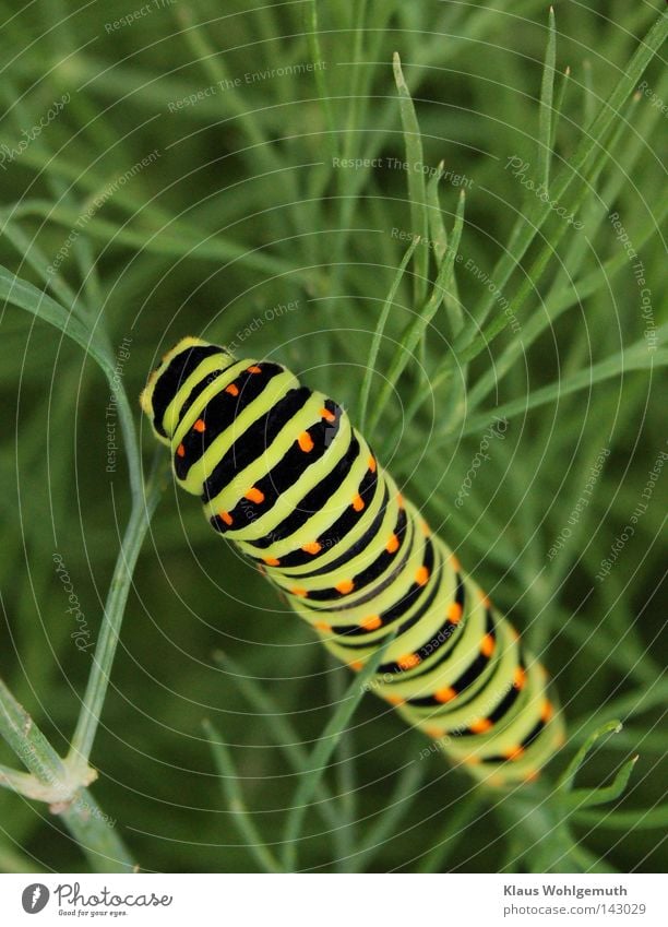 Raupe vom Schwalbenschwanz frisst sich auf einer Dillpflanze voll Tier Streifen Fleck Schmetterling Larve schwarz grün Sommer krabbeln Fressen Farbfoto