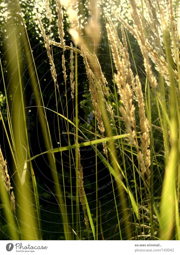 natural whisper. Umwelt Natur Sommer Pflanze Gras Blühend Duft frisch grün Halm Farbfoto Außenaufnahme Menschenleer Textfreiraum unten Tag Gräserblüte