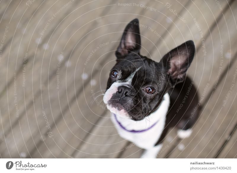 Boston Terrier Ausflug Sommer Hund beobachten Blick sitzen warten frech Fröhlichkeit klein Neugier niedlich schön schwarz weiß Tierliebe Treue Interesse