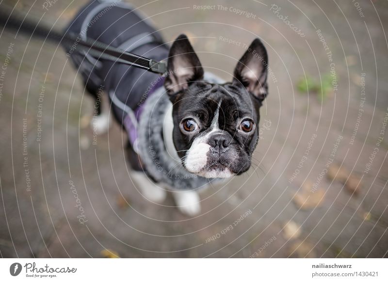 Boston Terrier Ausflug Winter Herbst Jacke Mantel Hundemantel Tier 1 Hundeleine beobachten Blick Fröhlichkeit kalt klein Neugier niedlich schwarz weiß Tierliebe