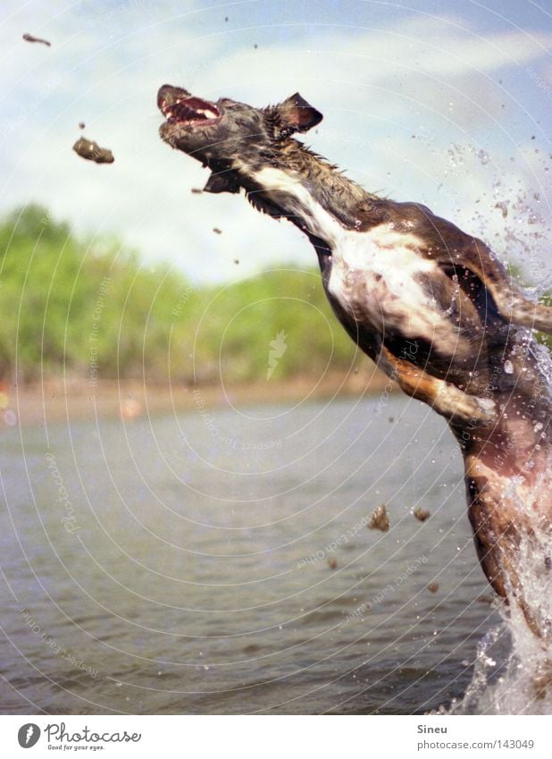 Aqua Aerobic II Farbfoto Außenaufnahme Textfreiraum links Freude Spielen Sommer Sand Wasser Wassertropfen Sonne Schönes Wetter Küste See Fell Haustier Hund 1