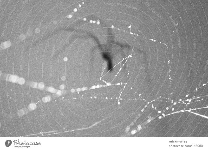 Web Spinne Spinnennetz Toilette Haus Ecke Wassertropfen Tropfen Verbindung Verbindungstechnik Netzwerk Computernetzwerk Ekel Tiefenschärfe Säugetier Parasit