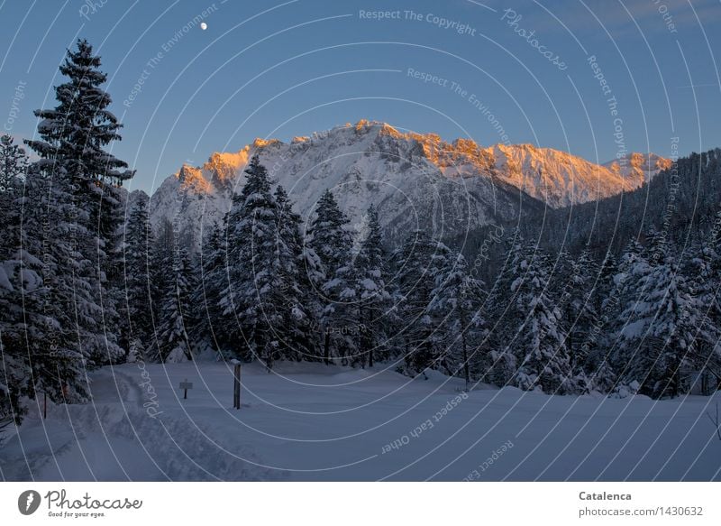 Abendrot am Berggrat Wandern spazieren Winter Schnee Winterurlaub Berge u. Gebirge Wintersport Umwelt Natur Landschaft Sonnenaufgang Sonnenuntergang Mond Tanne