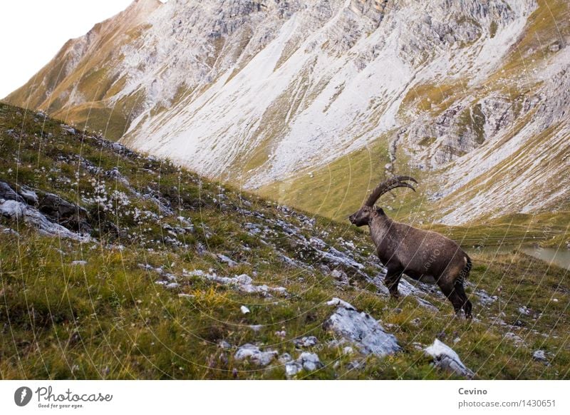 Steinbock I Natur Landschaft Wiese Alpen Tier Wildtier Alpensteinbock Gemeiner Steinbock 1 elegant Ziegen Hornträger Wiederkäuer Farbfoto mehrfarbig