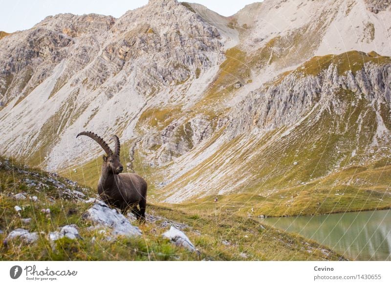 Steinbock II Umwelt Natur Wiese Alpen Tier Wildtier Gemeiner Steinbock Alpensteinbock 1 elegant schön Hornträger Wiederkäuer frech Farbfoto mehrfarbig