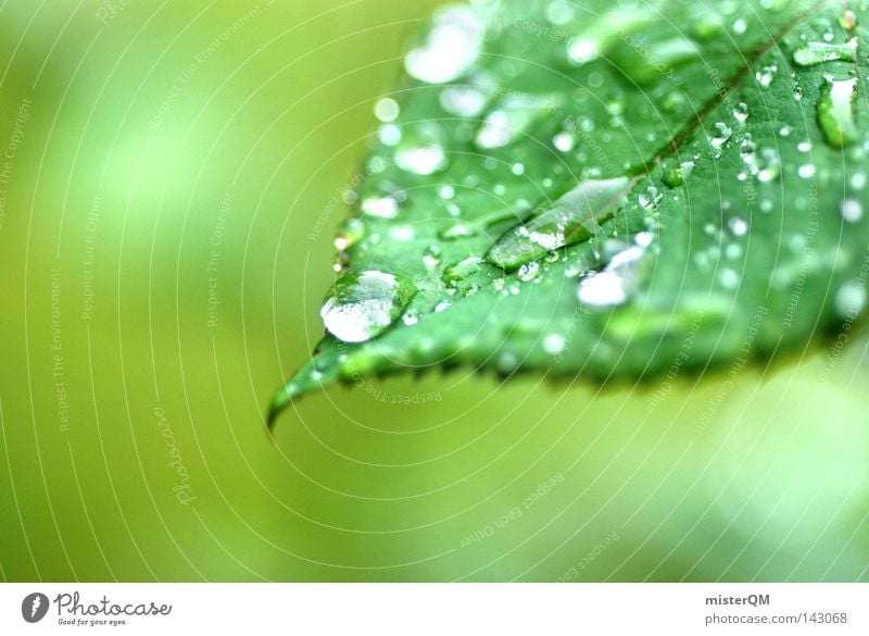 Es grünt so grün... Blatt Pflanze Natur Gartenbau Wohnung Wasser Tropfen Wassertropfen hell Rosenblätter Duft Regen Makroaufnahme hydrophob schön