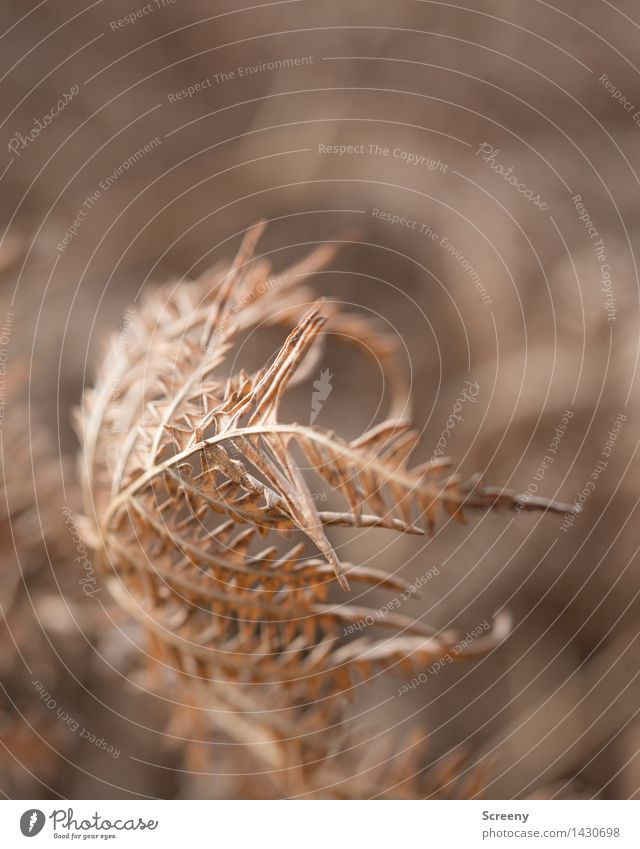 Vergänglich Natur Pflanze Herbst Farn Wald verblüht trocken braun Senior Ende Vergänglichkeit Farbfoto Außenaufnahme Nahaufnahme Makroaufnahme Menschenleer