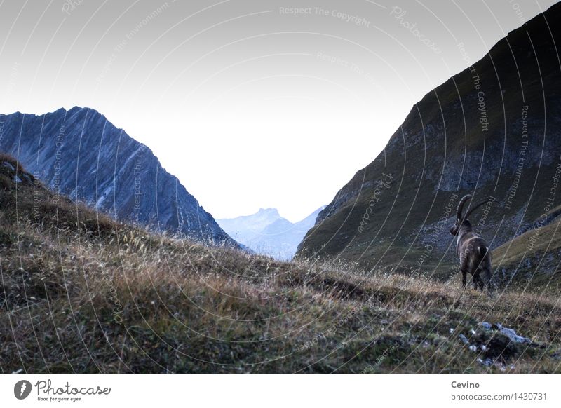 Steinbock IV Umwelt Natur Landschaft Horizont Sonnenaufgang Sonnenuntergang Wiese Alpen Tier Wildtier Alpensteinbock Gemeiner Steinbock 1 elegant Hornträger