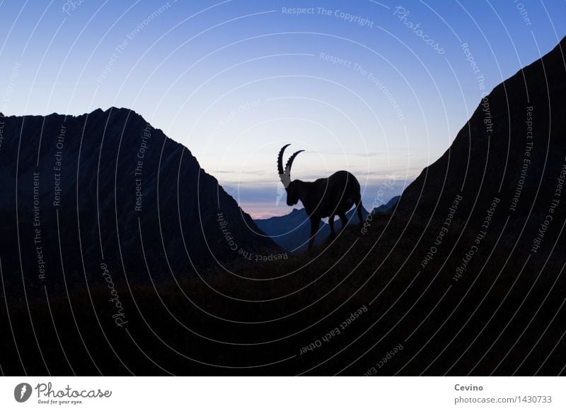 Steinbock V Natur Landschaft Horizont Sonnenaufgang Sonnenuntergang Schönes Wetter Wiese Alpen Tier Wildtier Alpensteinbock Gemeiner Steinbock 1 elegant