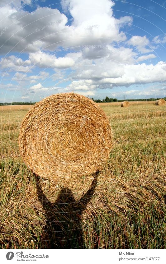 Supermann 2 Licht Schattenspiel Kraft stark Feld Stoppelfeld Stroh Strohballen rund Wolken weiß Sommer Landarbeiter Mitarbeiter Selbstportrait Bizeps Träger