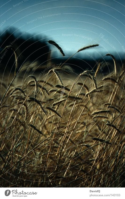 Stulle und Brot Gerste Süßgras Feldfrüchte Ernte Stroh Ähren Halm Weizen Gras Kohlenhydrate Mehl Feldarbeit Ackerbau Landwirtschaft Versorgung Getreide