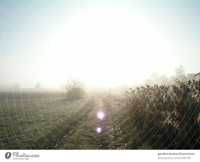 dem Licht entgegen... Sonne Winter Raureif Wege & Pfade Feld Schilfrohr Gegenlicht Sonnenstrahlen Frost Reflexion & Spiegelung Himmel Schnee