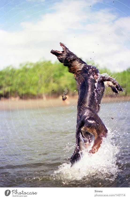 Aqua Aerobic III Farbfoto Außenaufnahme Textfreiraum links Freude Spielen Sommer Sand Wasser Wassertropfen Sonne Schönes Wetter Küste See Fell Haustier Hund 1