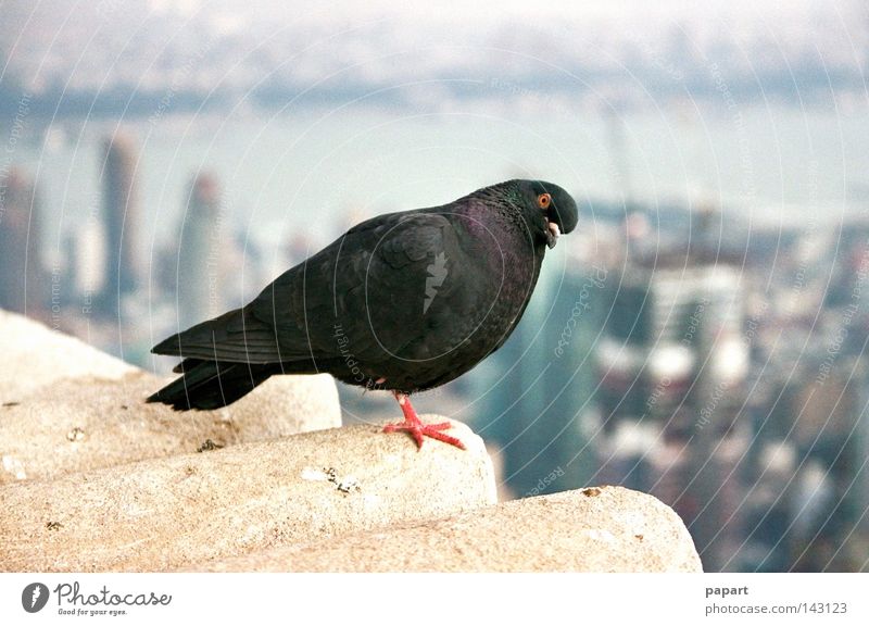 Schau mir in die Augen, Kleines Taube skeptisch Vogel Beginn fliegen springen Flügel Feder Schnabel Sims Höhe Aussicht Nest Wohnung Heimat Amerika Hochhaus