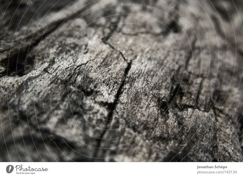 ein holz auf rügen Natur Wärme Baum Holz dunkel nah braun Vergänglichkeit Baumrinde Furche unfreundlich angenehm Rügen Baumstamm Geäst Zweige u. Äste verrotten