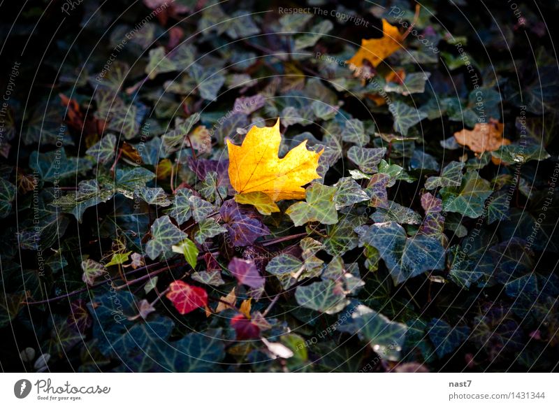 Ahornblatt im Wald Natur Pflanze Herbst Baum Blatt Park Stimmung Optimismus Leben Identität einzigartig schön ausnahmsweise Farbfoto Außenaufnahme Menschenleer