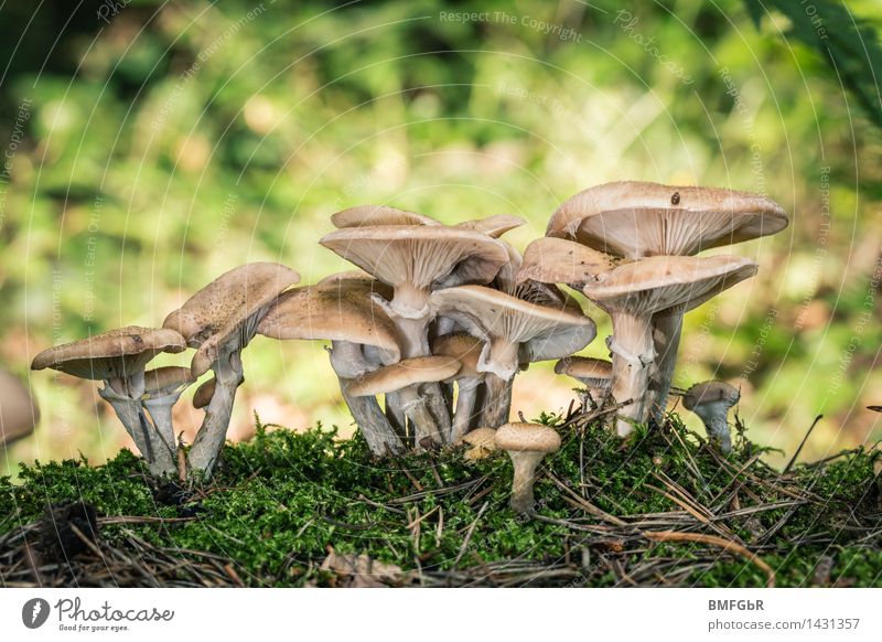 Natürliches Wachstum Pilz Vegetarische Ernährung Pilzsucher Wirtschaft Energiewirtschaft Kapitalwirtschaft Erfolg Erneuerbare Energie Umwelt Pflanze Herbst Moos