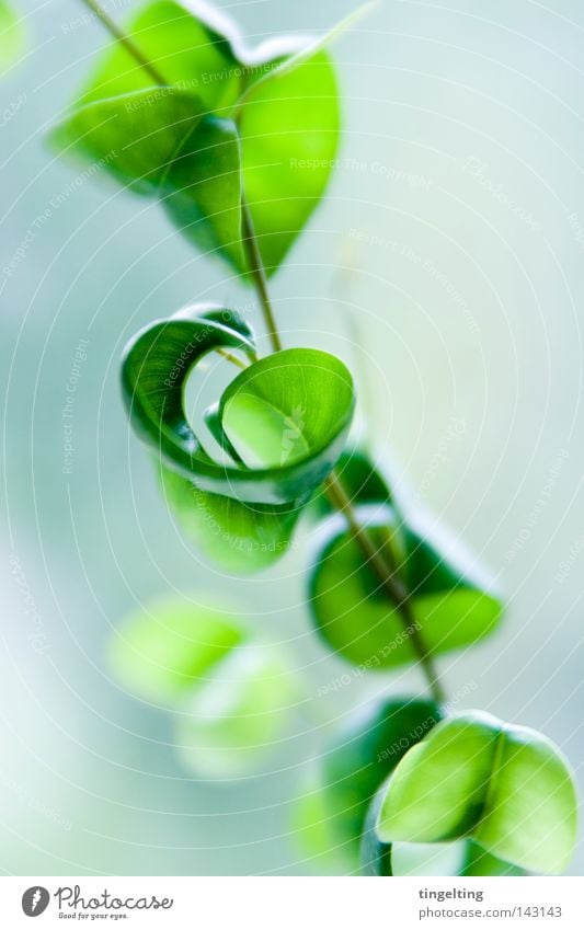 curly leaves Pflanze Zimmerpflanze Baum Stengel Geäst Zweige u. Äste Blattgrün zart klein gedreht hell nah weich Natur gewachsen