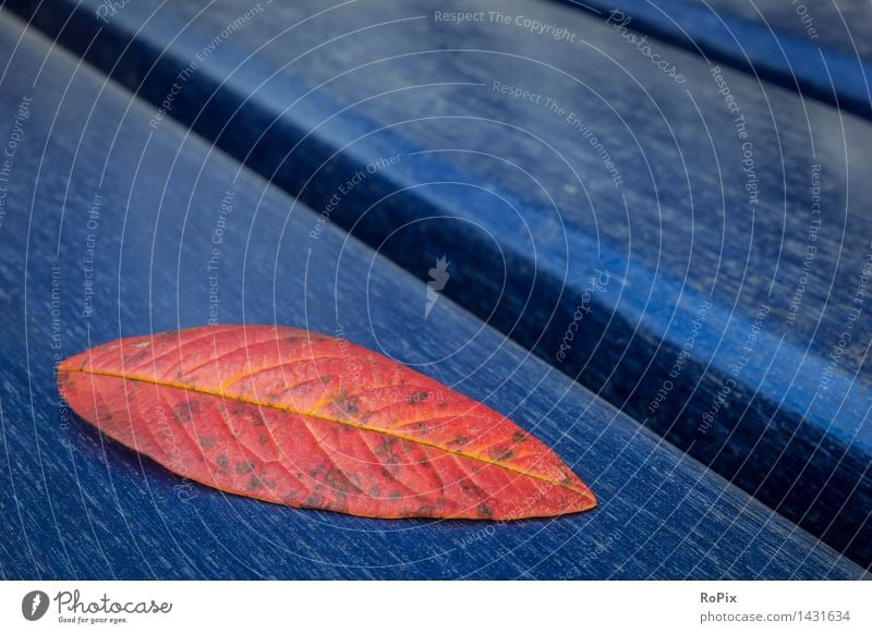 Herbstlaub Erneuerbare Energie Windkraftanlage Umwelt Natur Pflanze Wetter Baum Blatt herbstlich Herbstbeginn Park Platz Holz einfach schön einzigartig kalt