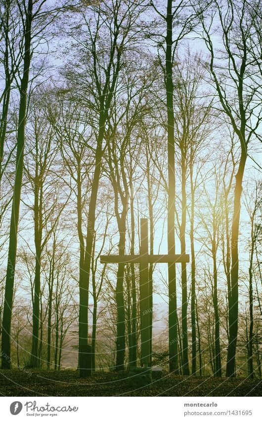 friedwald Umwelt Natur Pflanze Urelemente Erde Luft Himmel Sonnenlicht Herbst Schönes Wetter Baum Blatt Grünpflanze Wildpflanze Wald Holzkreuz ästhetisch