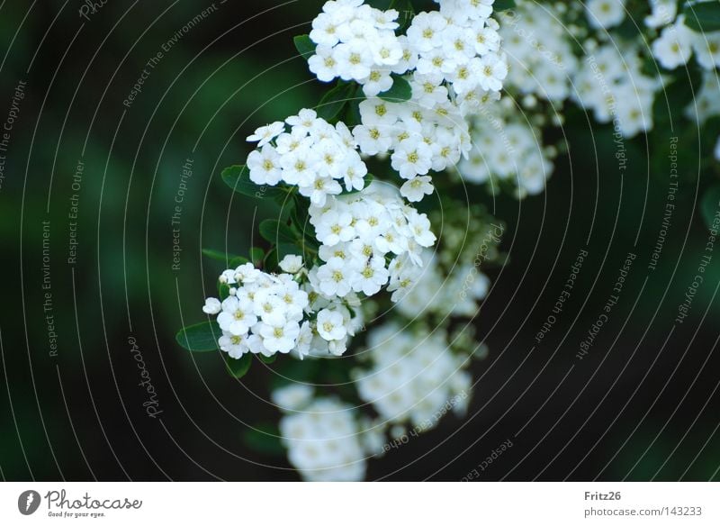 Strauch Blüte Sträucher Natur weiß Frühling Blütenblatt grün Unschärfe