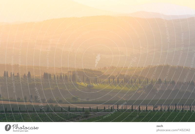 Am Ende des Tages Umwelt Landschaft Himmel Sonnenaufgang Sonnenuntergang Sommer Schönes Wetter Pflanze Baum Zypresse Wiese Feld Hügel Italien Toskana