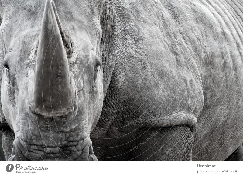 Mein letztes Foto. Nashorn Tier grau Wildtier wild Ungeheuer alt Haut Falte Hautfalten bedrohlich gefährlich Monster Koloss Macht böse Bulle Angst Dinosaurier