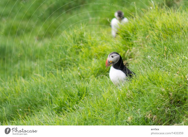 Atlantische Papageientaucher, Fratercula arctica Menschengruppe Natur Landschaft Tier Gras Vogel 2 lustig natürlich niedlich wild blau schwarz weiß Gefühle