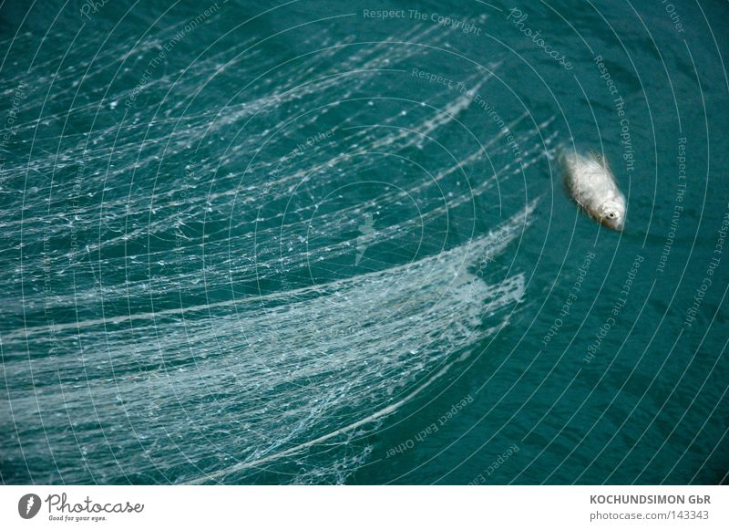 Fischfang Fischereiwirtschaft Netz Tod gefangen ruhig Trauer Leben Zeit See Bodensee Wasser Verzweiflung Traurigkeit