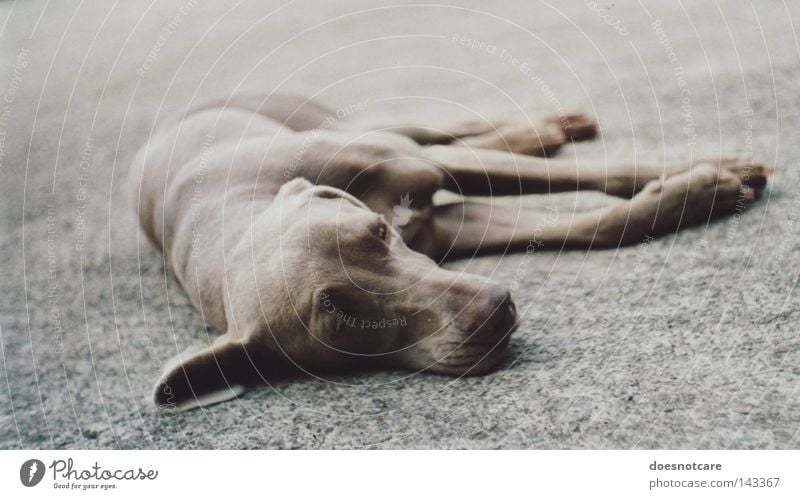 sleep tight, precious. Tier Haustier Hund 1 liegen niedlich Langeweile Müdigkeit Schwäche Weimaraner Jagdhund analog Säugetier exa 1b Erschöpfung Erholung Pause