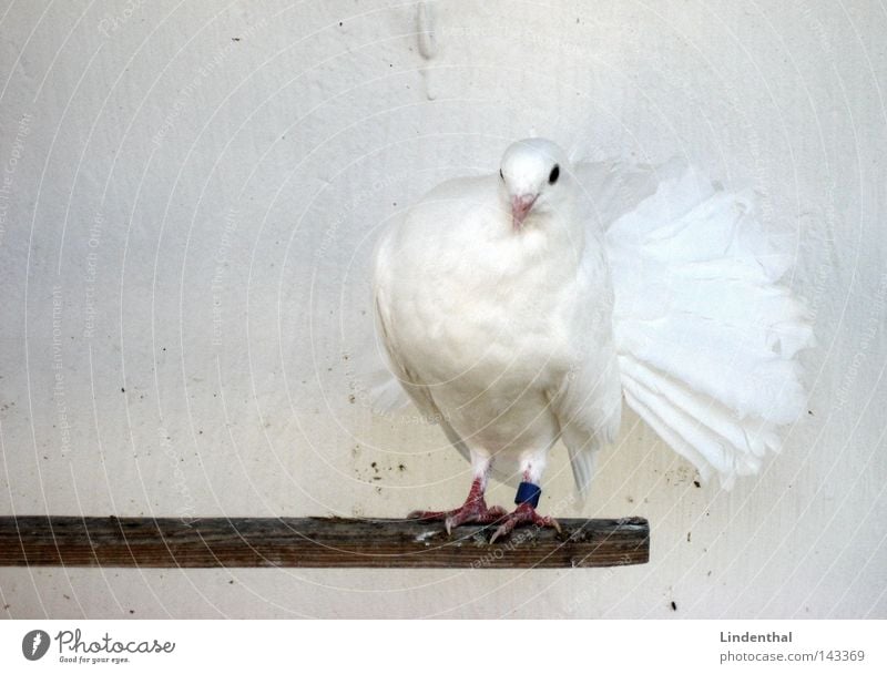 Dove Taube Tier Vogel Steg weiß Schüchternheit Flirten Hallo alles klar edel elegant paloma Feder Schnee scheif köppfchen chick