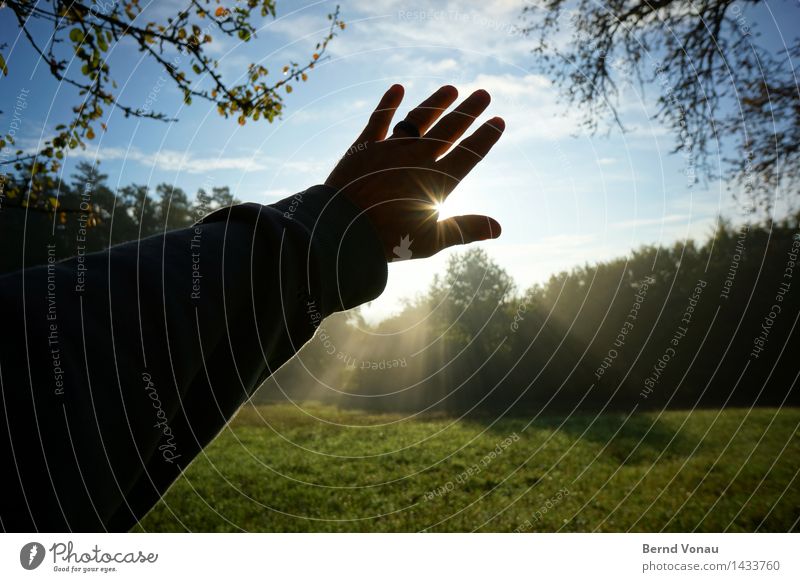 WL* Mensch maskulin Hand Finger 1 45-60 Jahre Erwachsene Umwelt Natur Landschaft Sonne Herbst Pflanze Baum Gras Wiese Gefühle Stimmung Lebensfreude blenden