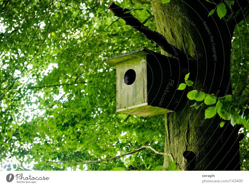 Home Sweet Home Baumstamm Baumrinde Wohnung Futterhäuschen Tarnung hängen Nest Brutpflege Versteck Wetter Klappe geschlossen Wald Pflanze Landeplatz braun beige