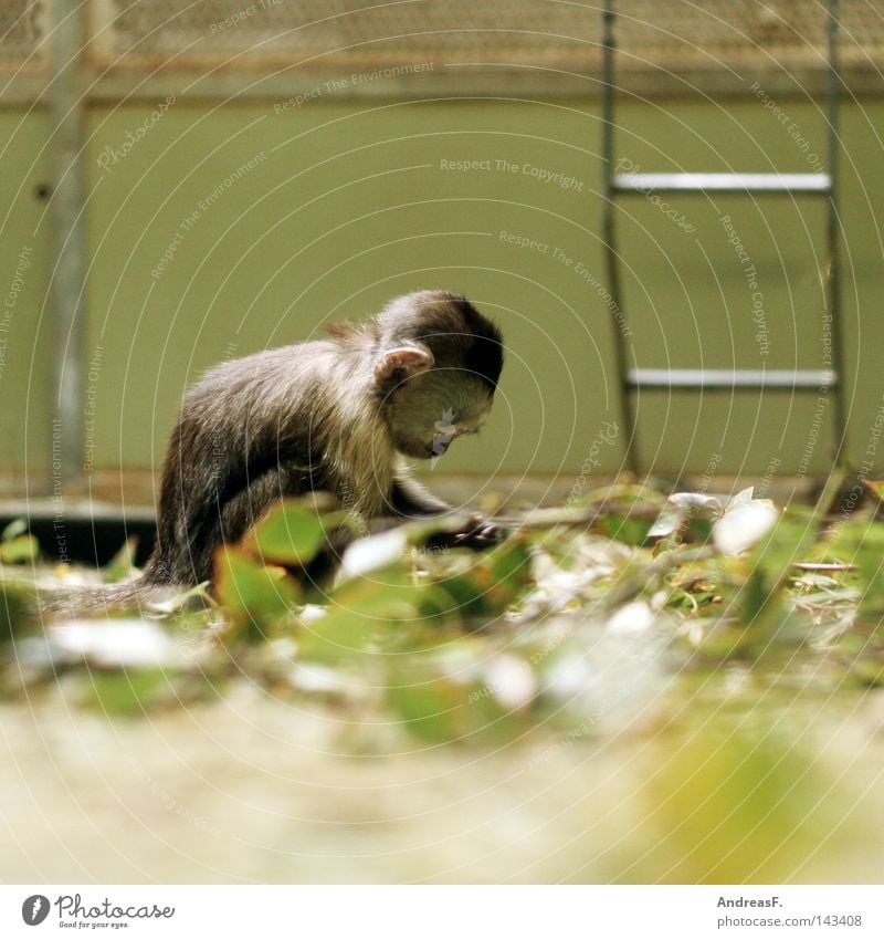 Kinderstube Zoo Affen Äffchen Tier Gehege Suche trist Langeweile Tierzucht züchten Einsamkeit klein Kindergarten verwundbar Spielen Kinderzimmer Schüchternheit