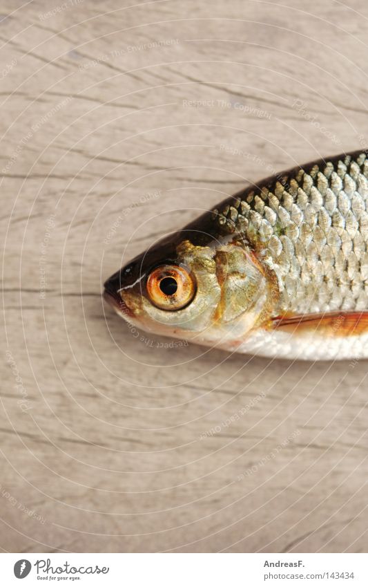 Fischkopp fischig Rotauge Köderfisch Karpfen Kieme Tod Holz Angelköder schleimig Fischkopf Fischauge Vor hellem Hintergrund Freisteller Textfreiraum oben