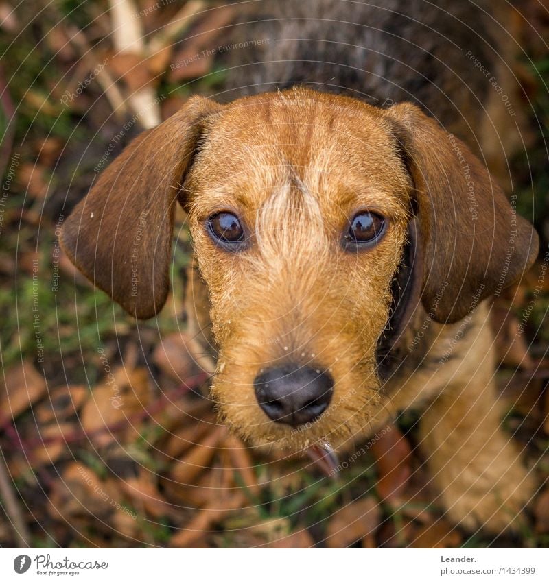 Wackel Dackel Tier Haustier Hund Fernsehen schauen Blick braun gelb Gefühle Stimmung Tierliebe Angst seriös Rauhaardackel süß Welpe Farbfoto Gedeckte Farben