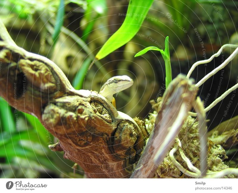 Willkommen im Jurassic Parc Echsen Terrarium Makroaufnahme Tier