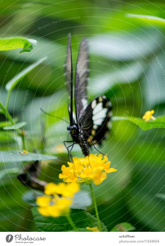 Dünnes Zebra Pflanze Blume Blüte Tier Schmetterling Zoo 1 gelb grün exotisch Insekt frontal fliegen Nahrungssuche Außenaufnahme