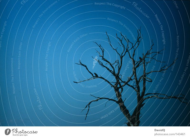 fairytale of the dark tree Baum Herbst Dürre trocken laublos Holz Totholz Waldsterben Tod Vergänglichkeit dunkel verzweigt emporragend Apokalypse Krähe