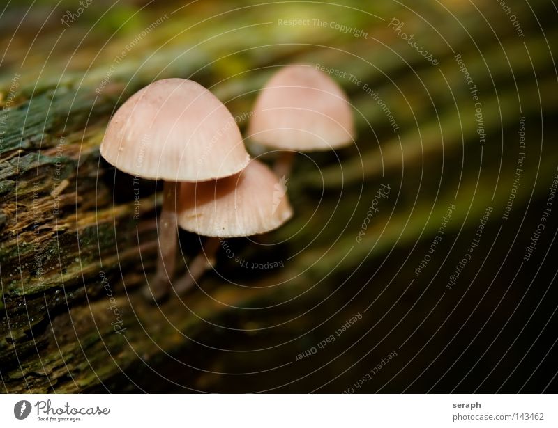 Waldbewohner grün weiß Sporen Halm Bodendecker Grünpflanze Gift Zusammensein Anhäufung Stil Knolle Pilz Pilzhut Baseballmütze Unschärfe Hintergrundbild Umwelt