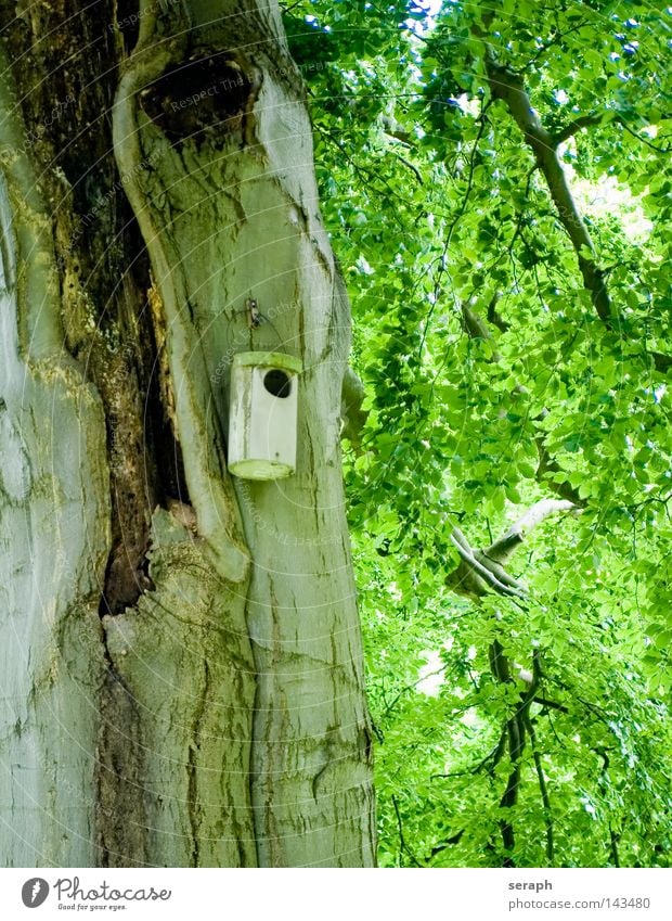 Schlupfloch Baumstamm Baumrinde Wohnung Futterhäuschen Tarnung hängen Nest Brutpflege Versteck Wetter Klappe geschlossen Wald Pflanze Landeplatz braun beige