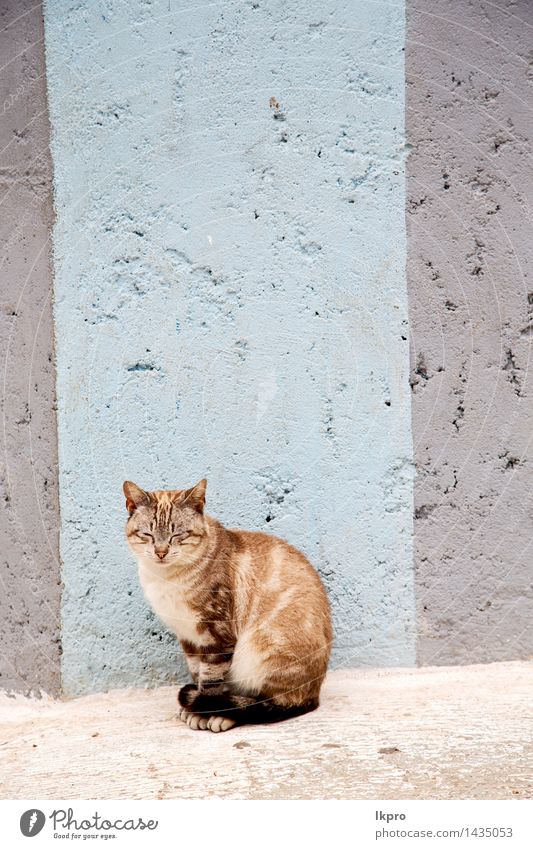 und Haus Hintergrund schön Gesicht Erholung Sommer Mann Erwachsene Natur Tier Straße Pelzmantel Haustier Katze Stein Holz schlafen klein niedlich braun grau rot