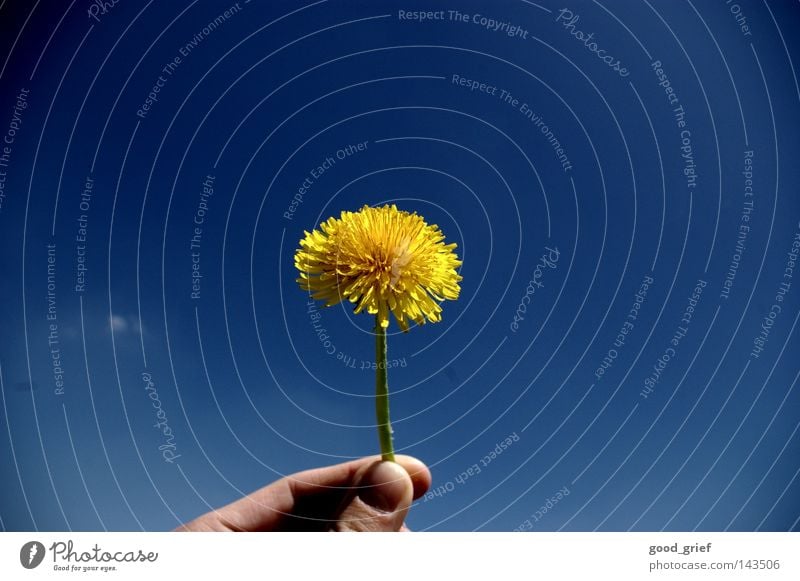 Taraxacum sect. Ruderalia Löwenzahn Blume Gänseblümchen Frühling Sommer Hand Finger Daumen Zeigefinger Fingernagel gelb grün taraxacum Himmel blau