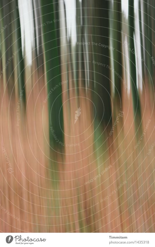 Saisonware. Umwelt Natur Pflanze Baum Wald Holz Wachstum ästhetisch braun grau grün Gefühle Herbst Waldboden Blatt Farbfoto Außenaufnahme Menschenleer