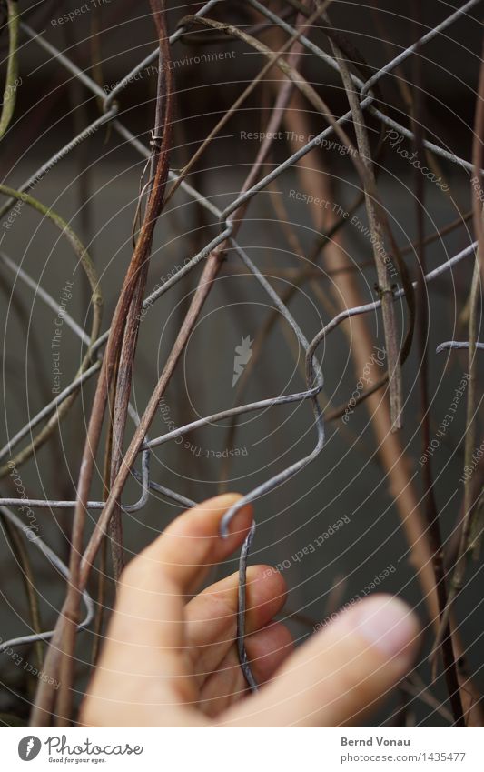 zugang Mensch maskulin Hand 1 45-60 Jahre Erwachsene Gefühle Stimmung gefangen Maschendrahtzaun Zaun Draht Loch Ausbruch Flucht Zweige u. Äste grau braun